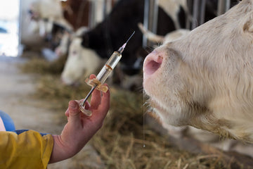 GMO vaccines in Organic Livestock? Watchdog Group Demands USDA put a Stop to it