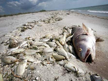 Shocking Discoveries about Fish: Why Fish are the most Toxic Food