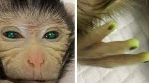 World's first Monkey Clone born using Stem Cells With glowing eyes and Fingers