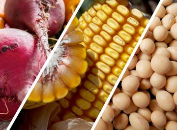 Top 12 GMO foods and why it's Important to Avoid them