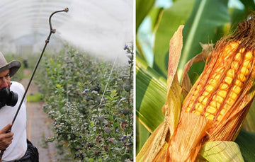 Mexico Attempts to Block Import of GM Corn from USA for the sake of Public Health