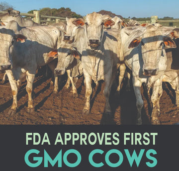 GMO Cows Approved for Sale In the United States