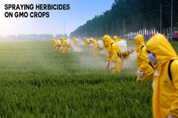 How Toxic GMOs are Sabotaging our Weight Loss Efforts & Destroying our Gut Health