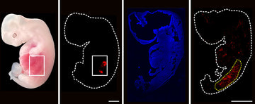 Scientists Grow First Human Organ in an Animal: CRISPR Rears its ugly Head Again