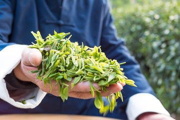 Green Tea: An Ancient Superfood that You shouldn't Live Without