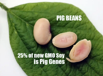 What are Pig Beans? New GMO Soy will Contain 25% Pig Genes Designed to Taste like Pig Meat