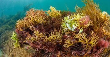 The Top 7 Health Benefits of Sea Moss : Dr Sebi's favorite Nutrient Powerhouse