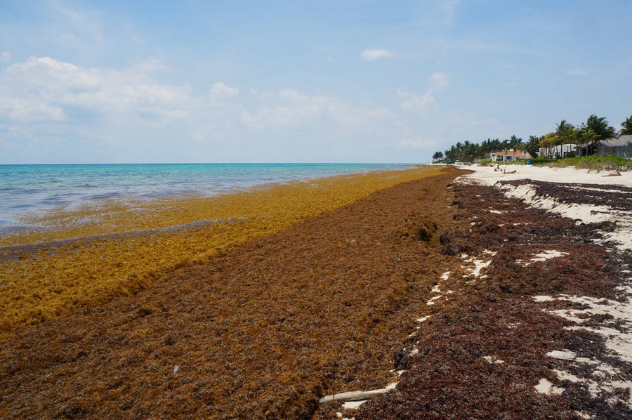The Ocean Is Becoming a Toxic Soup Read this before you eat 