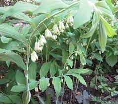 Solomon Seal Tea